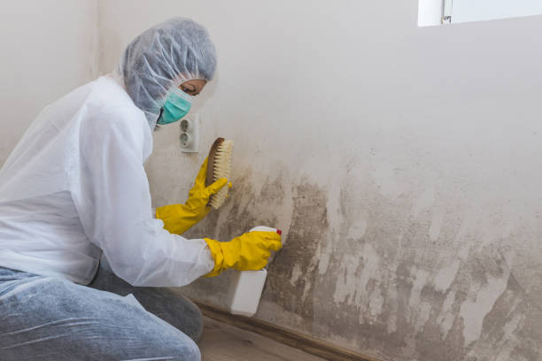 Best Mold Remediation for Schools in Nazareth College, NY
