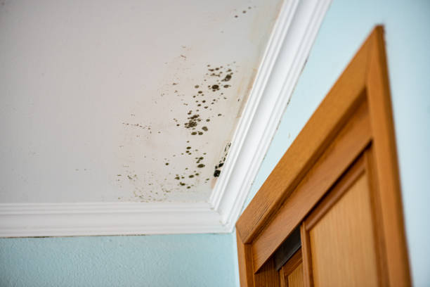 Best Residential Mold Remediation in Nazareth College, NY