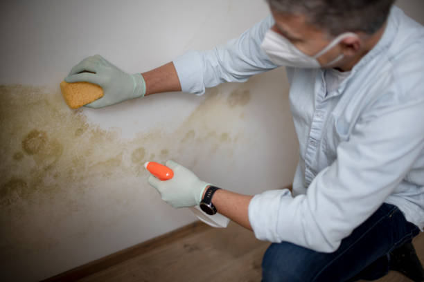 Reliable Nazareth College, NY Mold Remediation Solutions