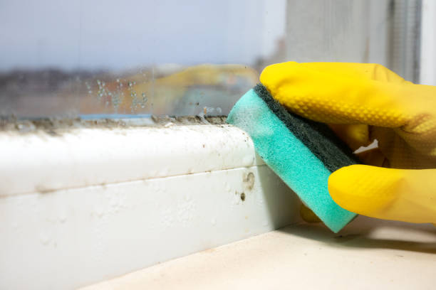 Best Residential Mold Remediation in Nazareth College, NY