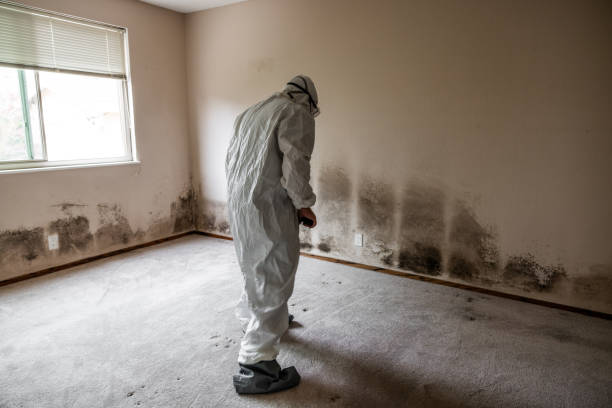 Best Insurance-Related Mold Remediation in Nazareth College, NY