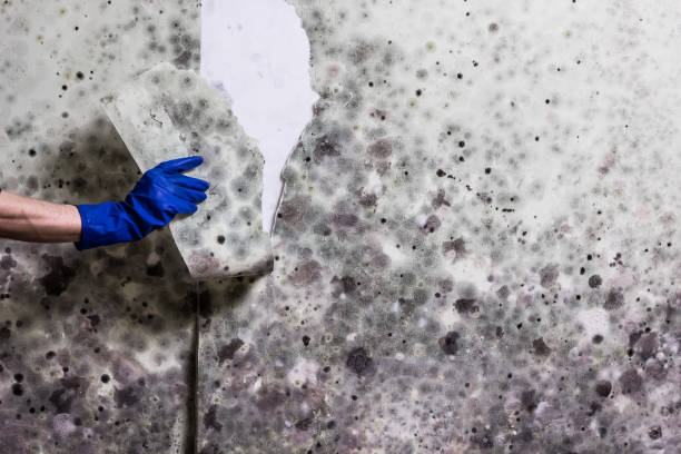 Best Mold Testing and Inspection Services in Nazareth College, NY