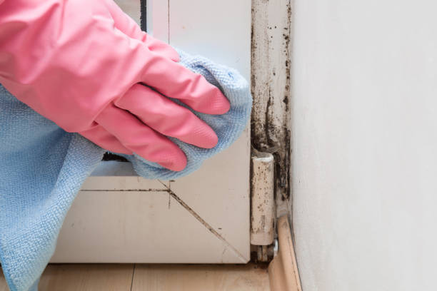 Best Crawl Space Mold Remediation in Nazareth College, NY