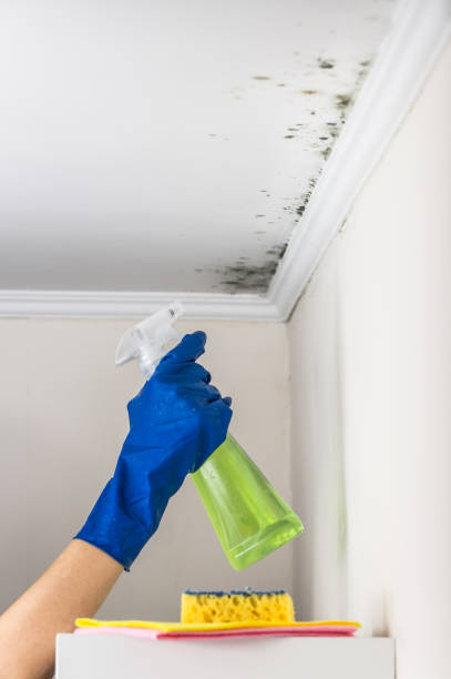 Best Mold Remediation for Specific Building Types in Nazareth College, NY